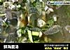鲜海蜇汤的做法