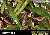 辣炒小鱼干的做法