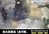 鱼头豆腐汤（金不换版）的做法