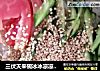 三伏天来碗冰冰凉凉的冷面吧的做法