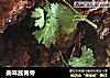 美味酱脊骨的做法