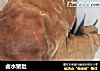 卤水猪肚的做法