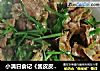 小满日食记《酱皮皮虾》的做法