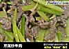 芹菜炒牛肉的做法