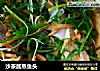 沙茶酱蒸鱼头的做法