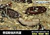香菇粉丝扒鸡蛋的做法