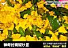 神奇的青椒炒蛋的做法