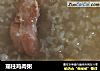 瑶柱鸡肉粥的做法