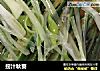 捞汁秋葵的做法