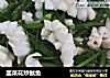 韭菜花炒鱿鱼的做法