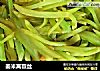 姜米莴苣丝的做法