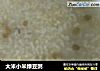 大米小米绿豆粥的做法