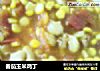 番茄玉米鸡丁的做法