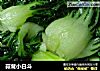 蒜茸小白斗的做法