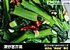 清炒苦芥菜的做法