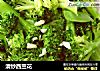 清炒西兰花的做法
