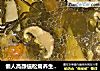 懒人高颜值松茸养生鸡汤的做法