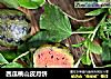 西瓜桃山皮月饼的做法