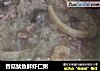 香菇鱿鱼鲜虾仁粥的做法