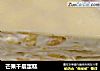 芒果千层蛋糕的做法