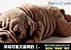 呆萌可爱又逼真的【沙皮狗慕斯蛋糕】的做法