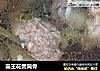 霸王花煲筒骨的做法