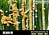 葱油秋葵的做法