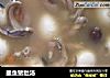 墨鱼猪肚汤的做法