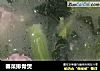 春菜排骨煲的做法