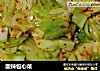 酸辣包心菜的做法
