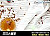 三花大麦茶的做法