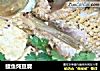 鲤鱼炖豆腐的做法