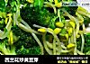 西兰花炒黄豆芽的做法