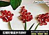石榴籽摆盘岁月静好的做法