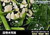 蒜香木耳菜的做法