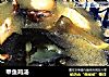 甲鱼鸡汤的做法