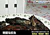 糖醋马鲛鱼的做法