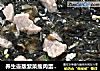 养生壶版紫菜瘦肉蛋花汤的做法
