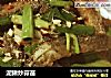 泥鳅炒蒜苗的做法