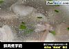 鲜肉煮芋奶的做法