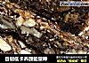 自制低卡养颜能量棒的做法