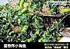 茴香炸小海鱼的做法
