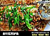 金针菇蒸鲈鱼的做法