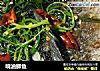 响油鲫鱼的做法