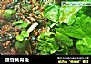 豉香黄骨鱼的做法