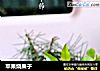 苹果烧果子的做法