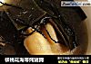 核桃花海带炖猪蹄的做法