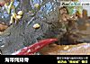 海带炖排骨的做法