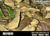 爆炒猪肝的做法