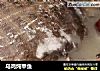 乌鸡炖甲鱼的做法